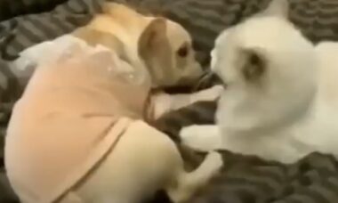 Vídeo hilário: cãozinho buldogue francês usa arma letal para encerrar briga com gato