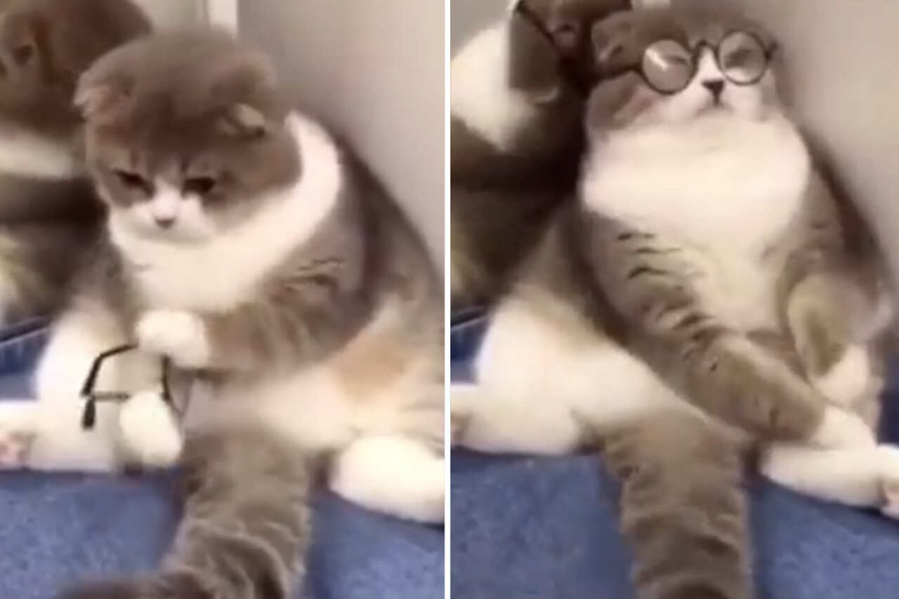 Hilarious Video: Clumsy Cats and Dogs Will Brighten Up Your Day