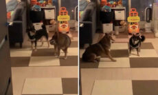 Desafio em vídeo: você consegue identificar do que esses cães estão brincando?