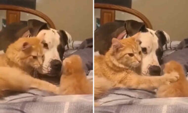 Vídeo fofo: toda orgulhosa, mamãe gata apresenta seu filhote para o cão da casa