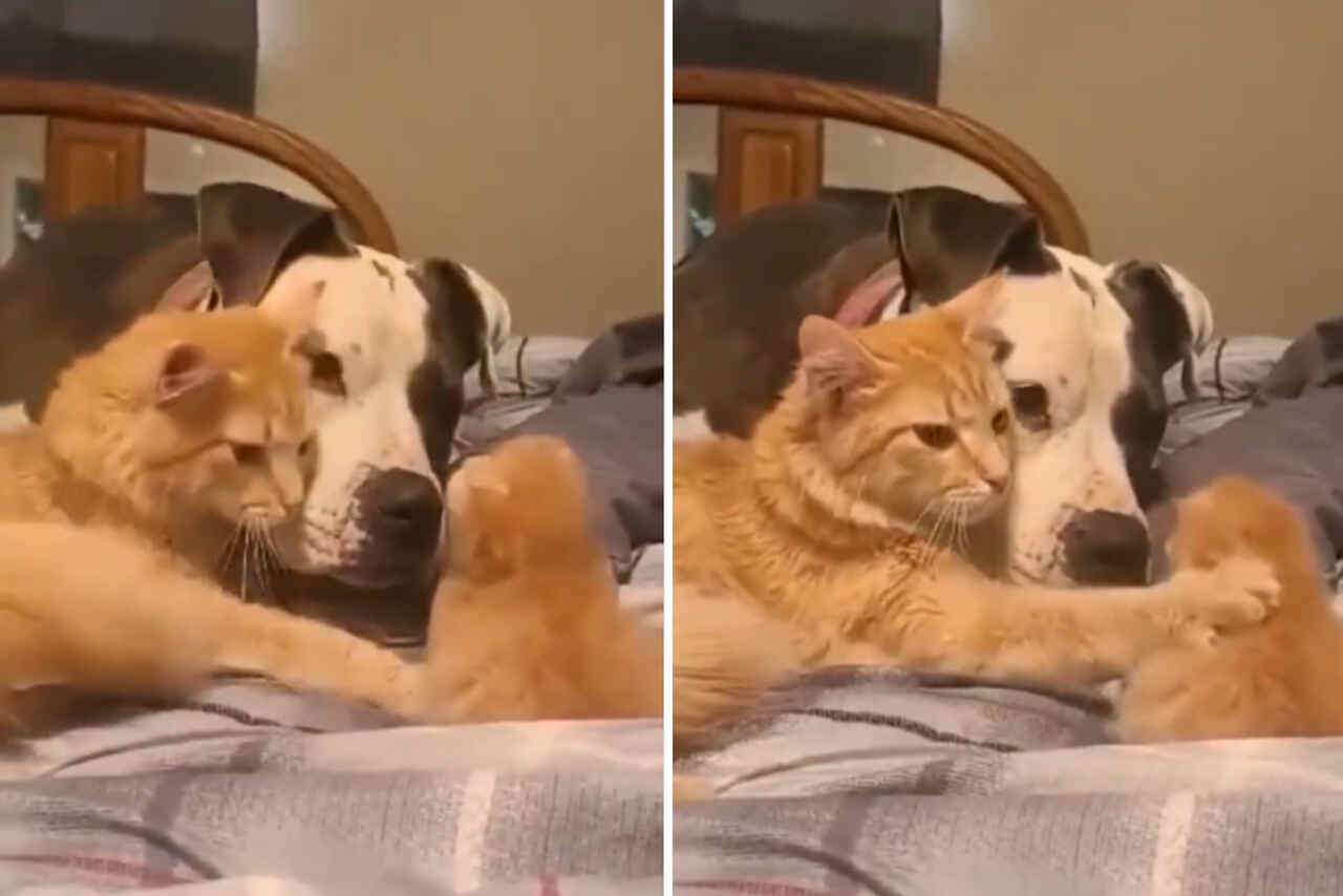 Vídeo tierno: orgullosa mamá gata presenta a su gatito al perro de la casa