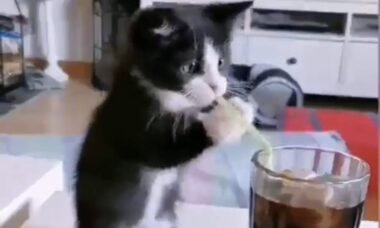 Vídeo hilário: gatinho dá tudo de si, mas não consegue se entender com o canudo do drinque