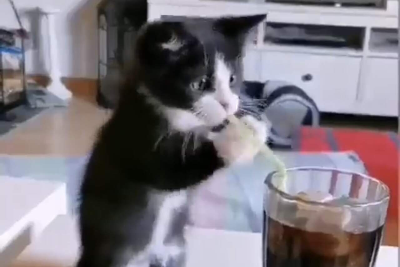 Vídeo hilário: gatinho dá tudo de si, mas não consegue se entender com o canudo do drinque