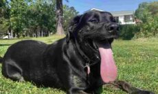 Vídeo: conheça o cão com a língua mais longa do mundo, segundo o Guinness