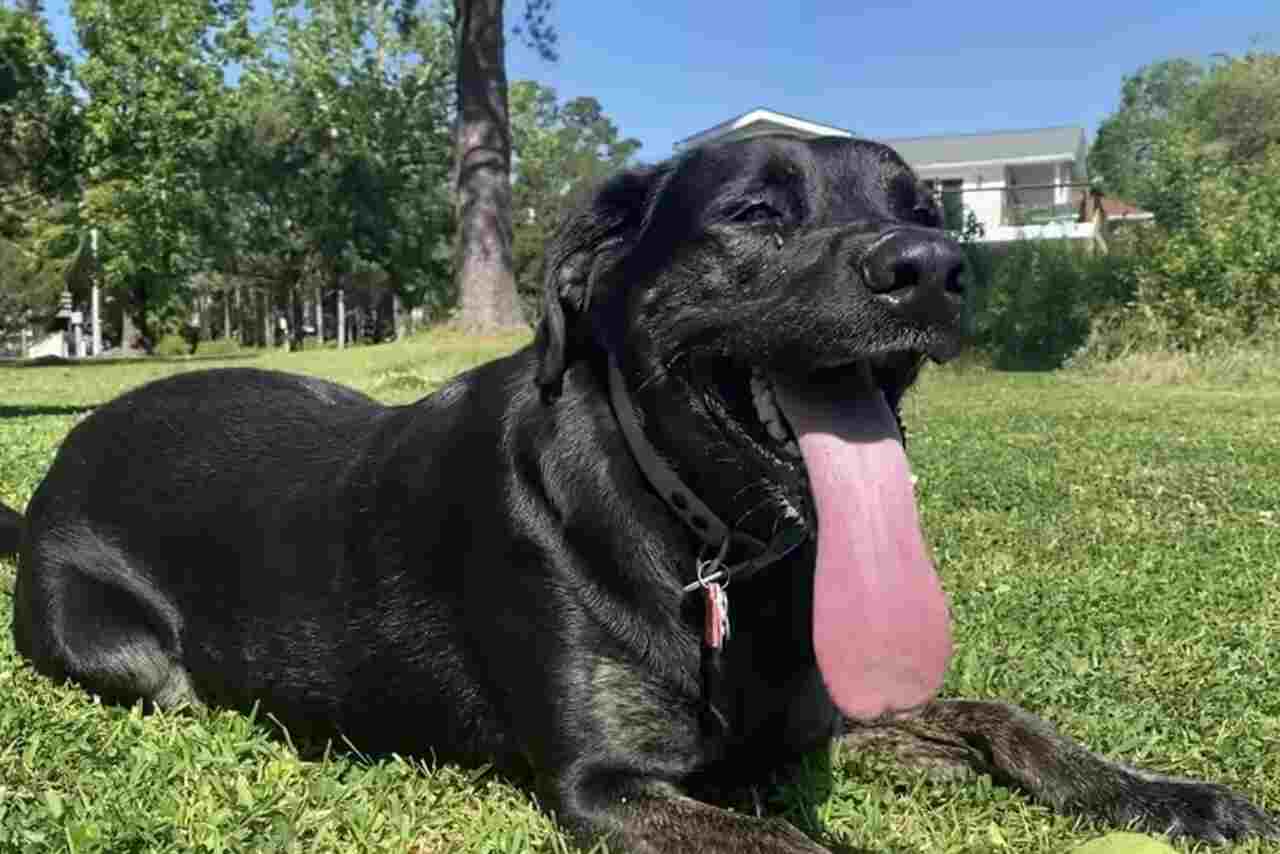 Video: Meet the dog with the world's longest tongue, according to Guinness