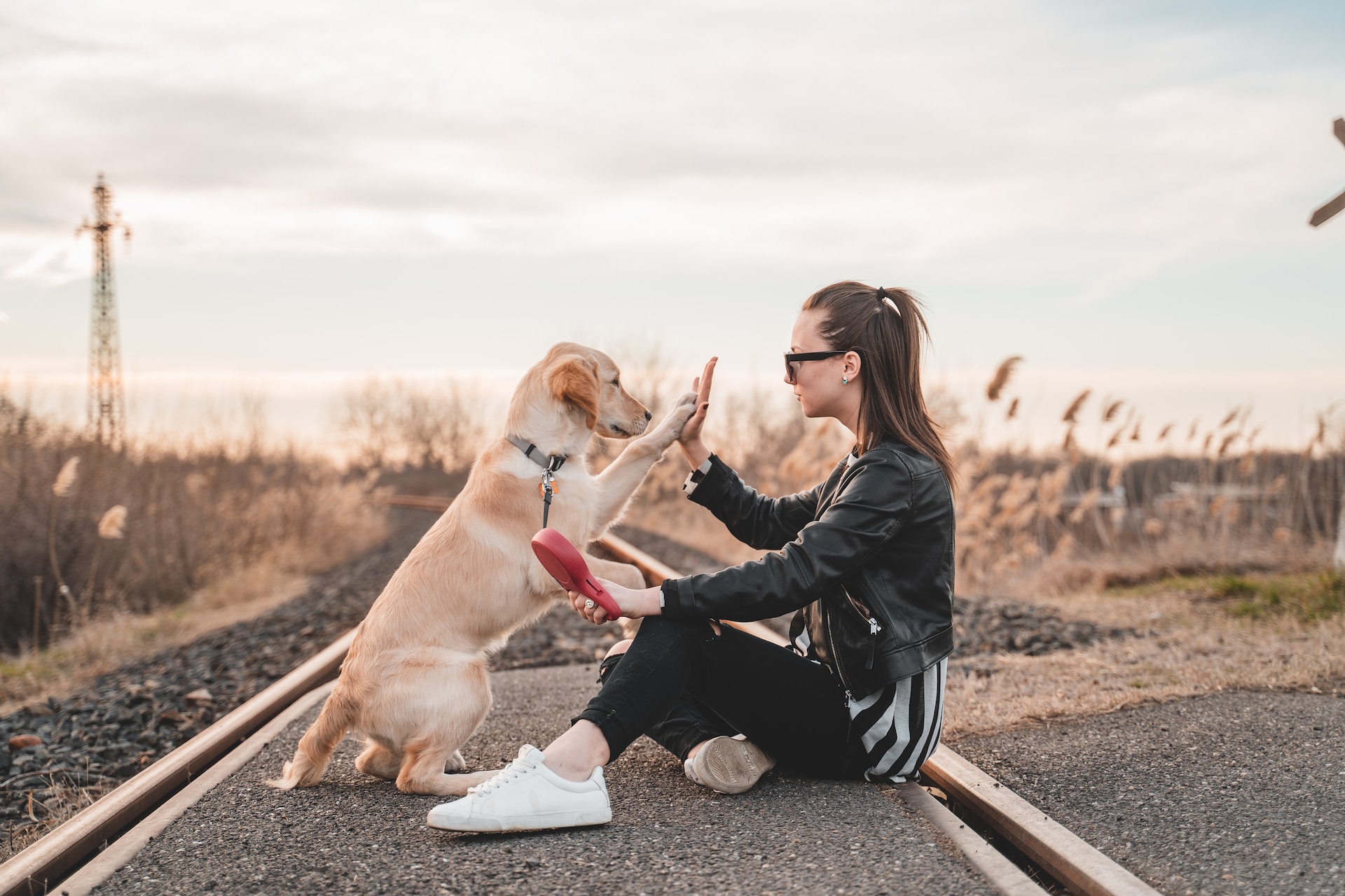 Entenda os sinais enviados pelos cães e descubra se um deles é sua alma gêmea