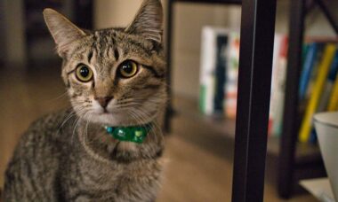 Trabalhar em casa na companhia de um gato traz benefícios para a saúde mental, diz estudo