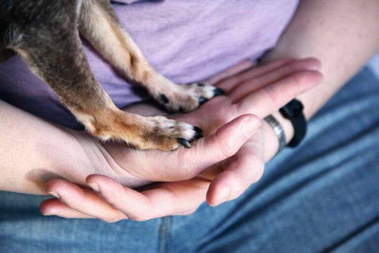 Especialista ensina o jeito certo de pedir perdão a um cão em cuja pata ...