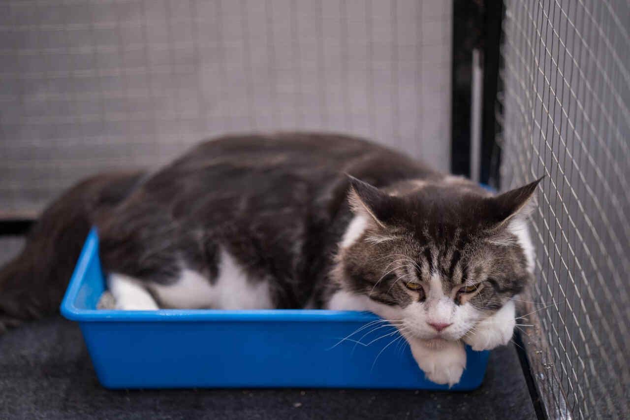 Seu gato está comendo areia da caixa? Entenda por que e saiba o que fazer