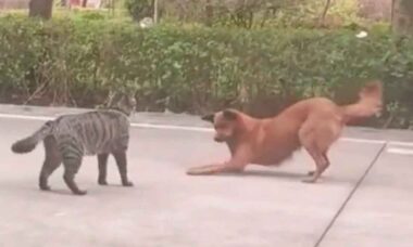 Vídeo hilário: cão e gato se encaram, ensaiam luta, mas ambos têm reações dramáticas (Foto: Reprodução Twitter @Yoda4ever)