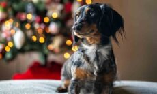 5 sinais de que o seu cão está se sentindo triste ou solitário. Foto: Pexels