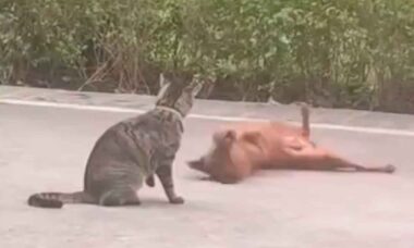 Vídeo hilário: cão e gato se encaram, ensaiam luta, mas ambos têm reações dramáticas (Foto: Reprodução Twitter @Yoda4ever)