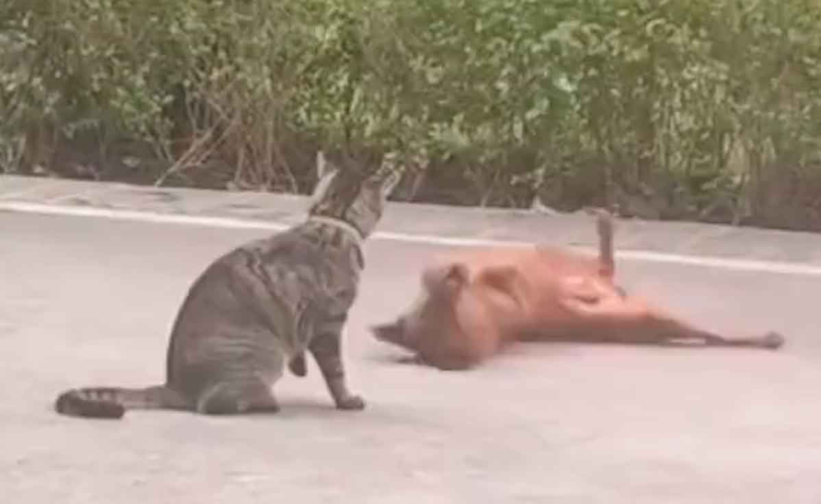 Rolig video: hund och katt stirrar på varandra, försöker slåss, men båda har dramatiska reaktioner (Foto: Återgivning Twitter @Yoda4ever)