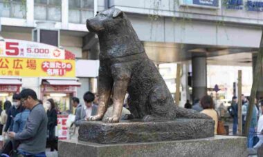 Cão mais leal do mundo, Hachiko completa cem anos