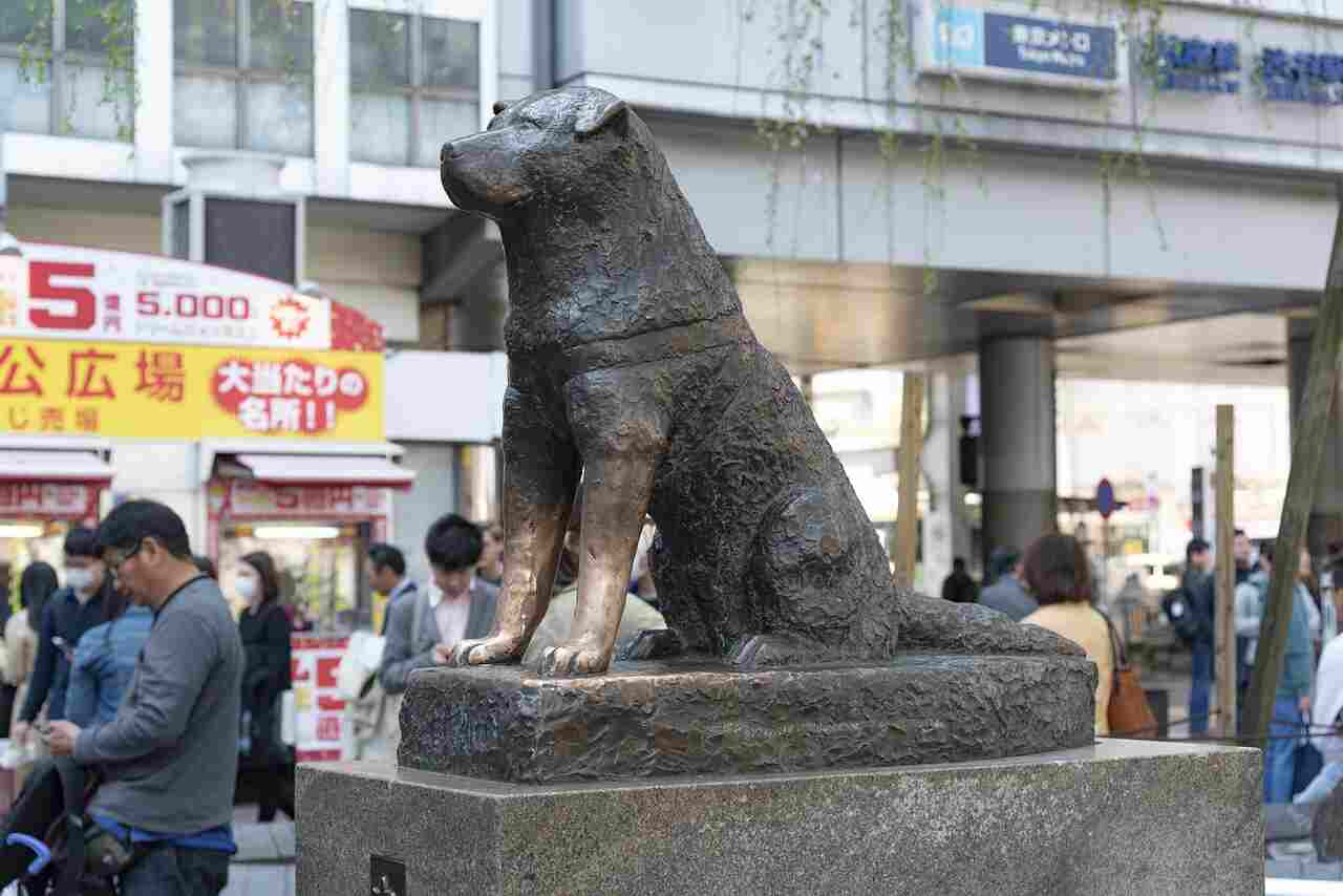 Cão mais leal do mundo, Hachiko completa cem anos 