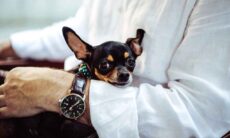 Saiba o que fazer com seu pet caso ele não possa acompanhar você nas viagens