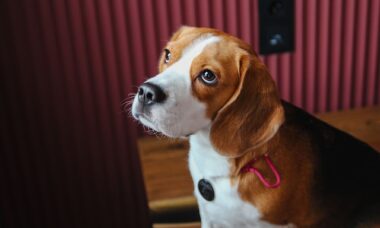 Especialistas revelam as 10 raças de cães com o pior comportamento