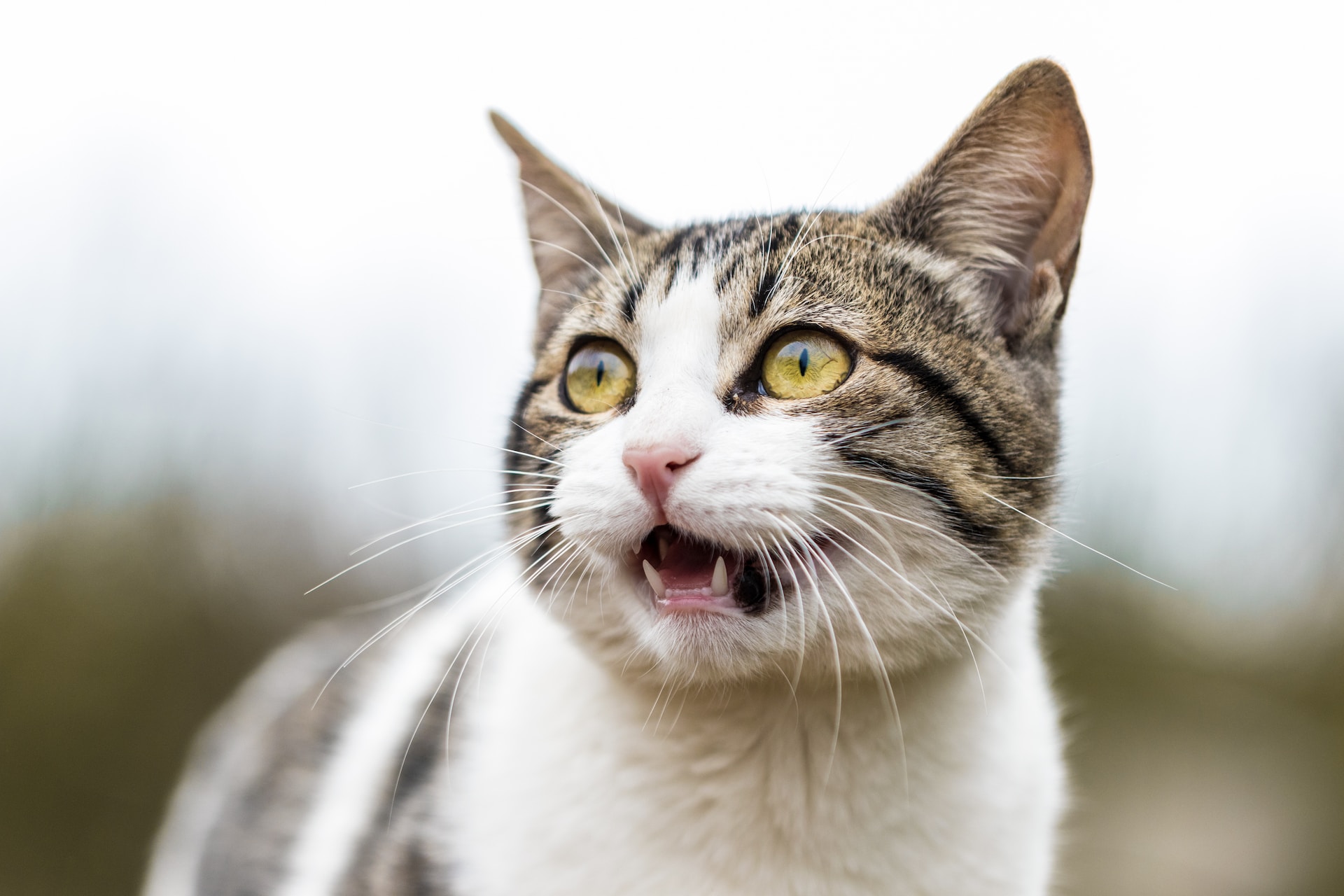 Gatos são valentes, mas um vegetal funciona como kryptonita para eles; saiba qual