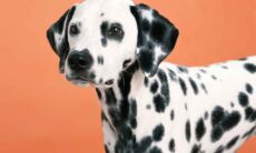 Especialistas relacionam as 13 piores raças de cães para famílias