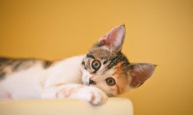 5 razões para que você leve um gato para casa