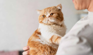 5 dicas de veterinários que vão melhorar a saúde do seu gato