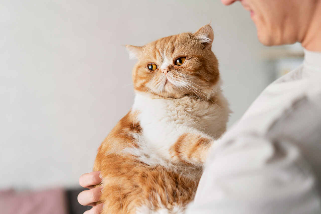 5 dicas de veterinários que vão melhorar a saúde do seu gato
