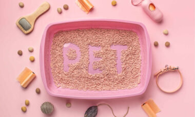 Tudo o que você precisa saber sobre a caixa de areia, o banheiro dos gatos