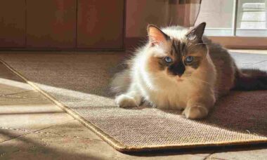 Seu gato faz xixi no tapete? Saiba o que ele pode estar querendo dizer