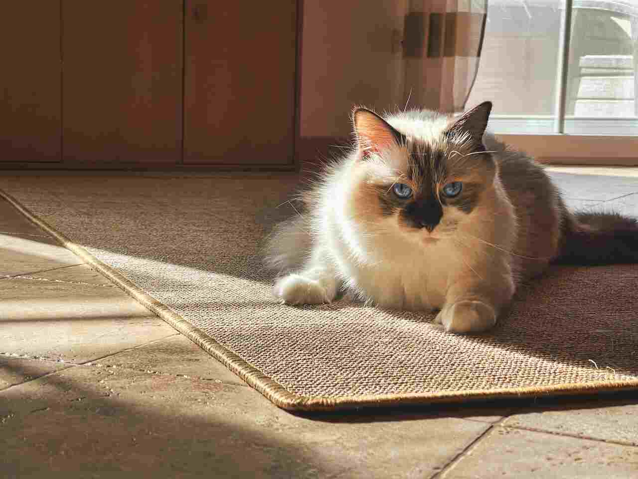 Seu gato faz xixi no tapete? Saiba o que ele pode estar querendo dizer