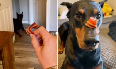 Vídeo hilário: dono cruel faz cão salivar enquanto espera ordem para abocanhar petisco