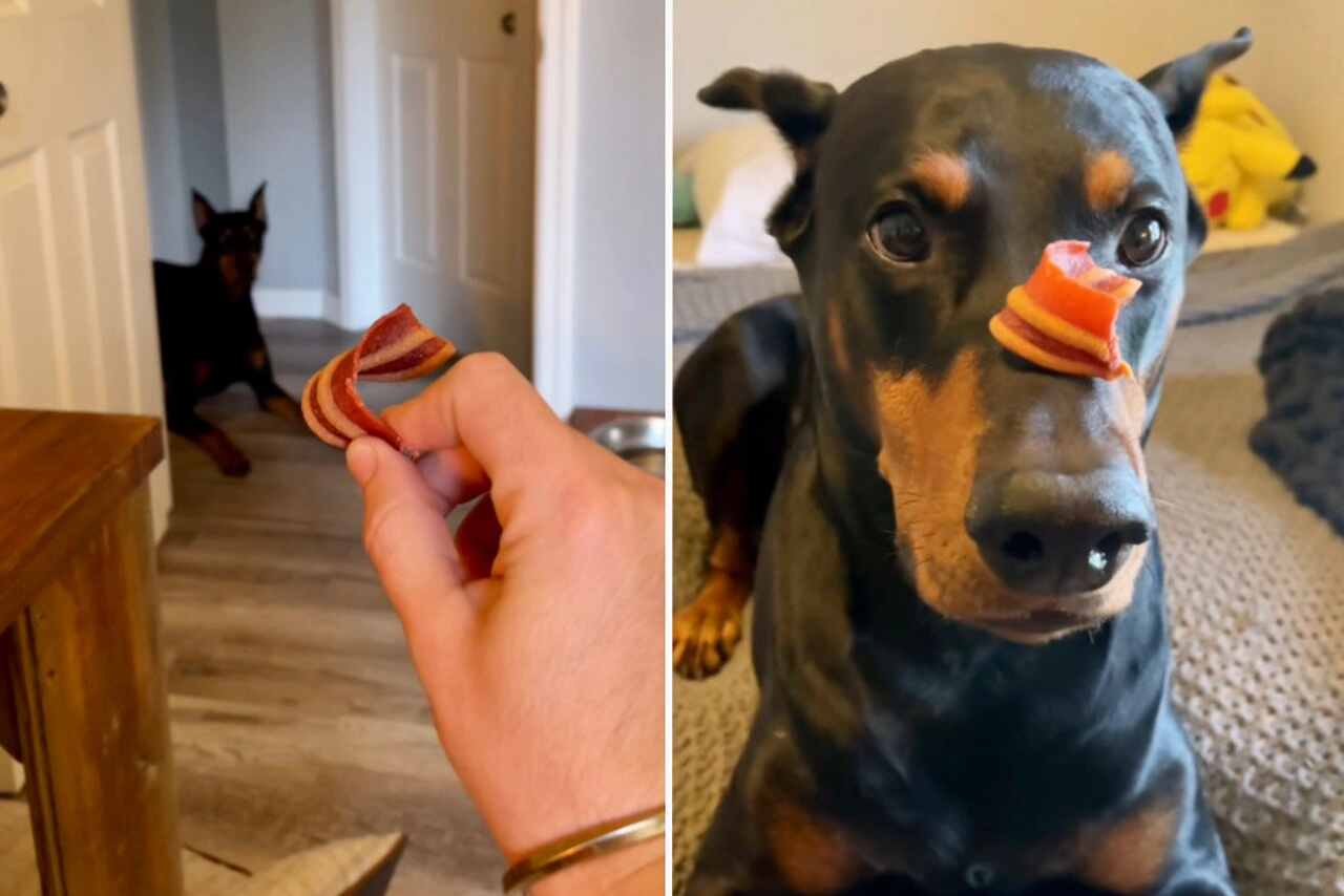 Vídeo hilário: dono cruel faz cão salivar enquanto espera ordem para abocanhar petisco