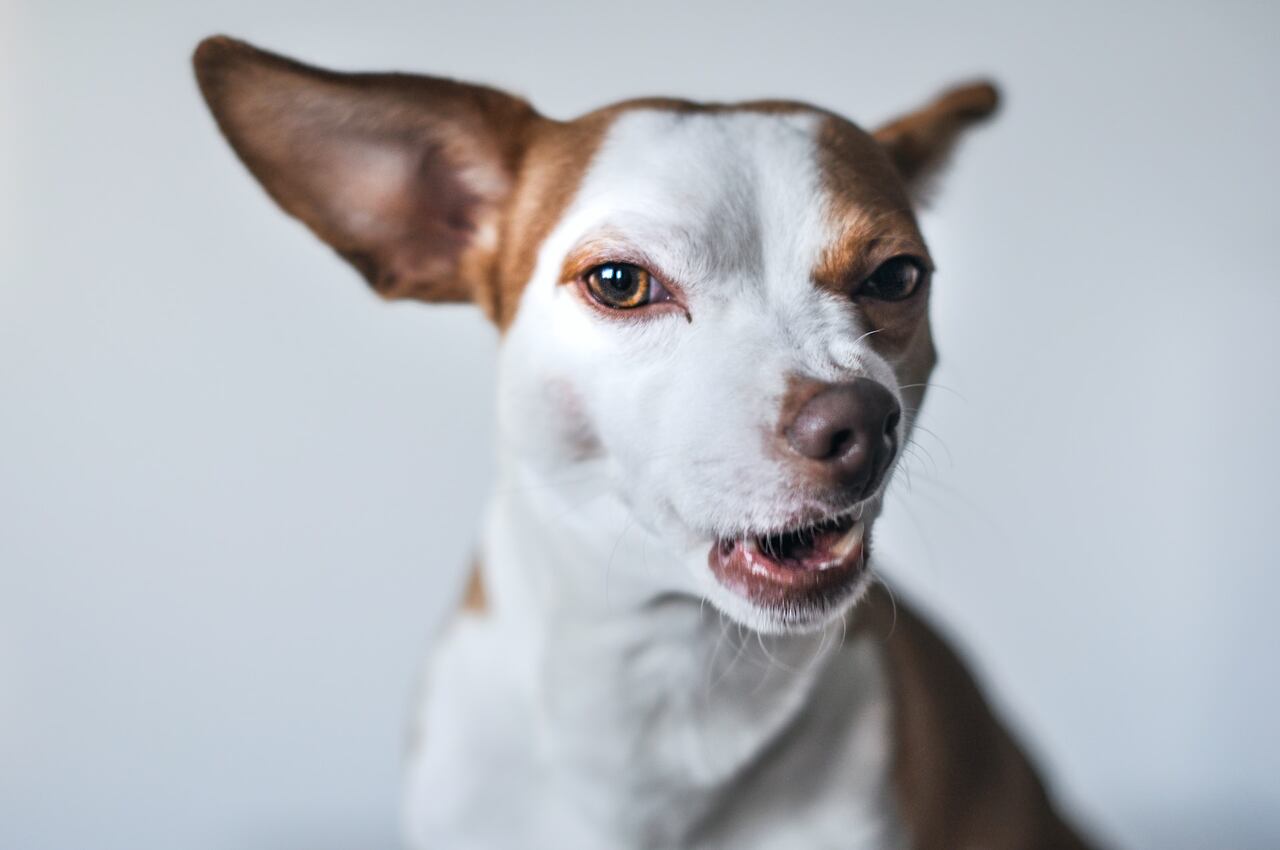 Especialista revela medida simples para melhorar o comportamento de cães rebeldes