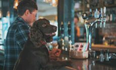 Cidade nos EUA tem lei que proíbe oferecer uísque aos cães; entenda