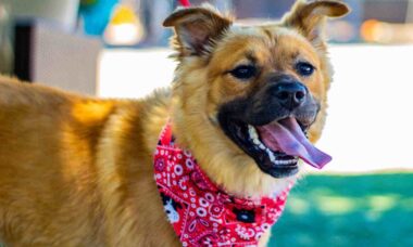 Cobasi promove encontro para reunir cães e festejar o Dia do Vira-Lata