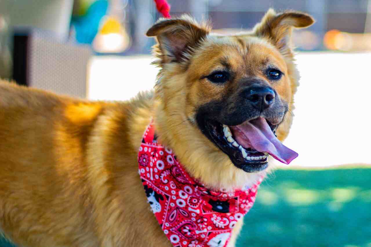 Cobasi promove encontro para reunir cães e festejar o Dia do Vira-Lata