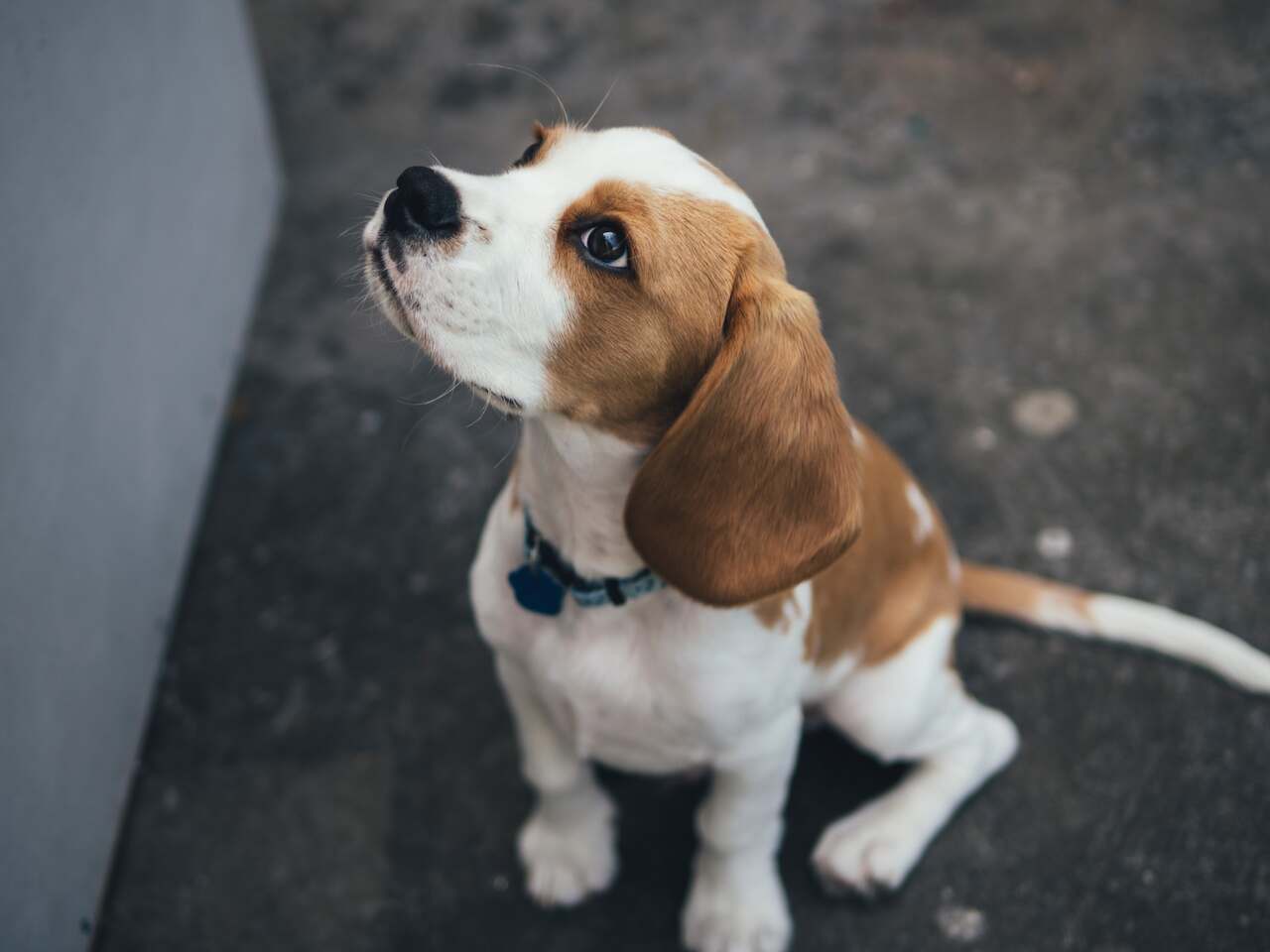 Especialistas mostram como ensinar cães e gatos a fazer as necessidades no lugar certo