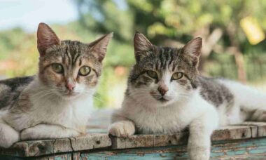 Confira algumas coisas que vão facilitar a sua vida caso você tenha mais de um gato