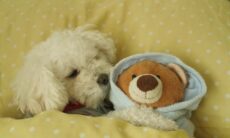 As 10 melhores raças para quem gosta de dormir com cães