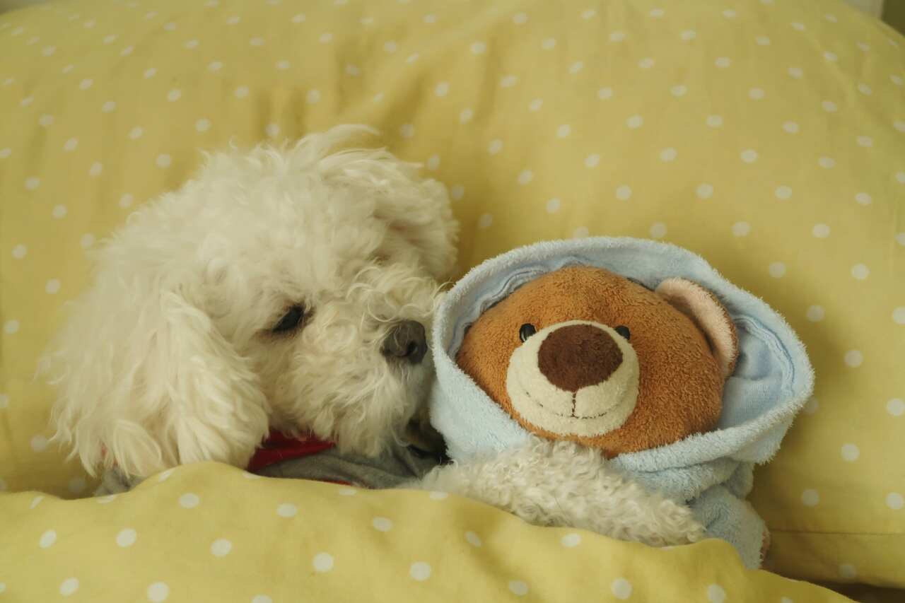 As 10 melhores raças para quem gosta de dormir com cães