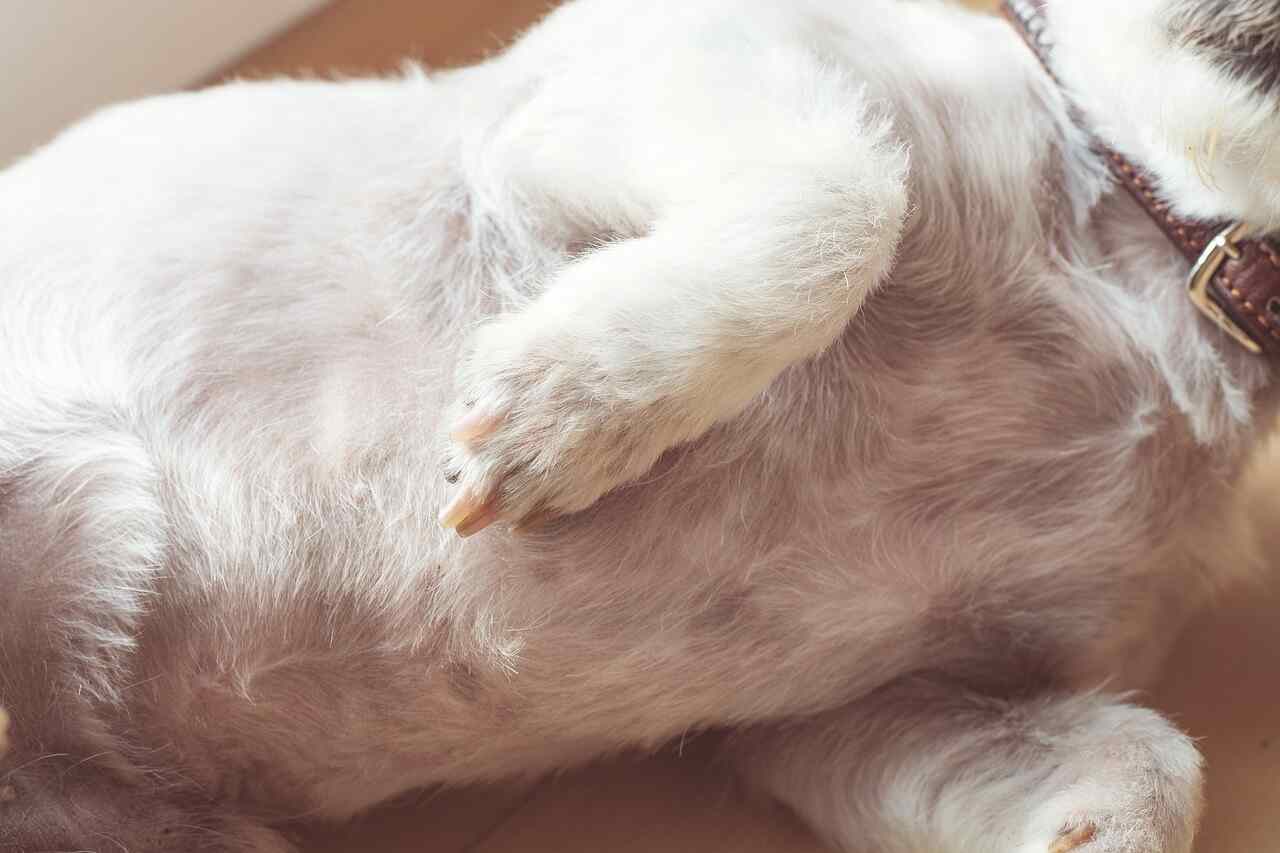 7 razões para que os cães gostem tanto de exibir suas barrigas