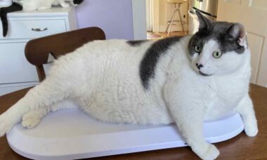 Conheça a saga de Patches, o gato de 19 kg que precisa perder metade do seu peso
