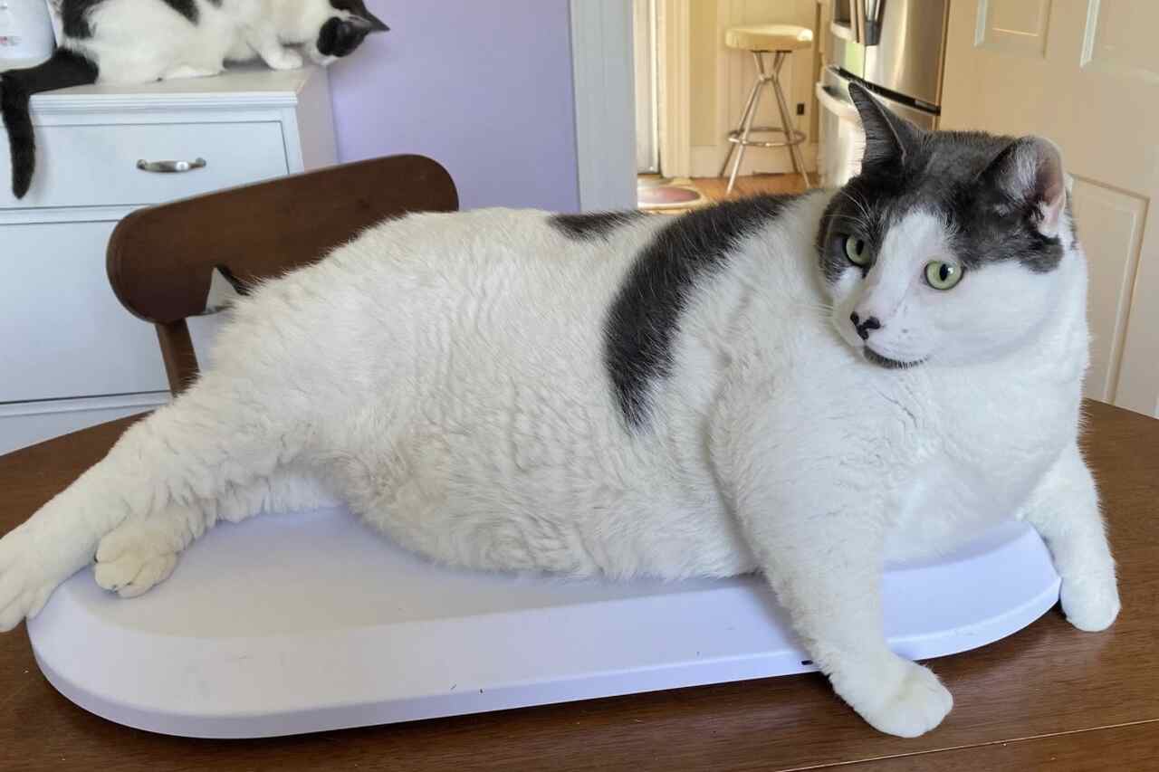 Conheça a saga de Patches, o gato de 19 kg que precisa perder metade do seu peso