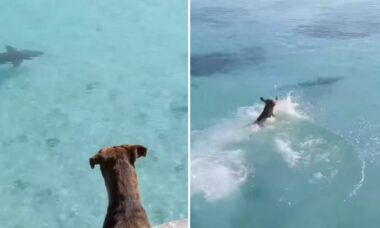 Vídeo: vira-lata caramelo bota tubarão pra correr