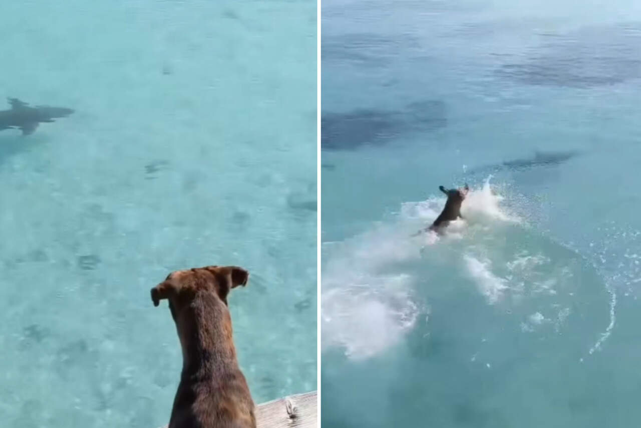 Vídeo: vira-lata caramelo bota tubarão pra correr