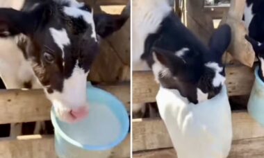 Vaca, porco, macaco, ganso, cães e gatos se unem no vídeo mais engraçado desta semana