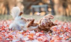 Confira as fotos finalistas do concurso de imagem mais engraçada de pets 2023