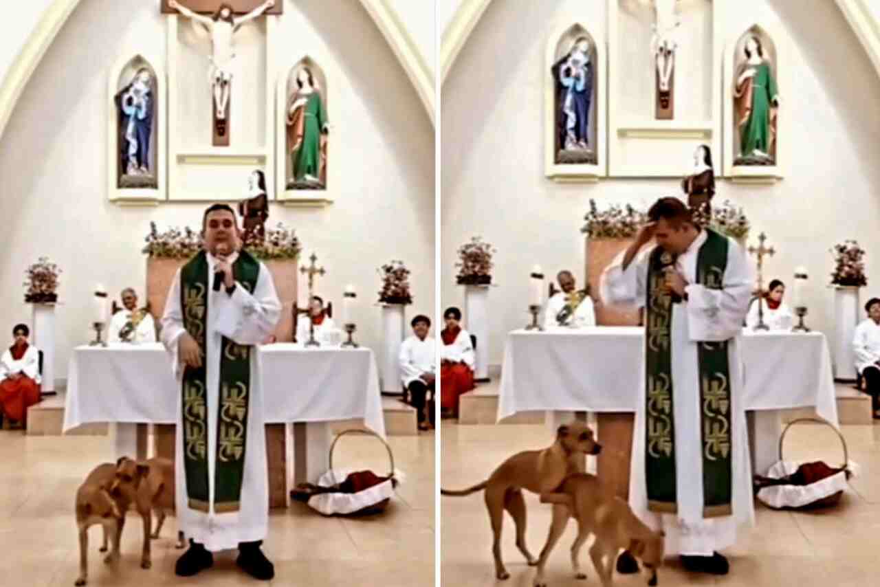 Vídeo hilário: cães excitados resolvem pecar ao lado de padre durante missa