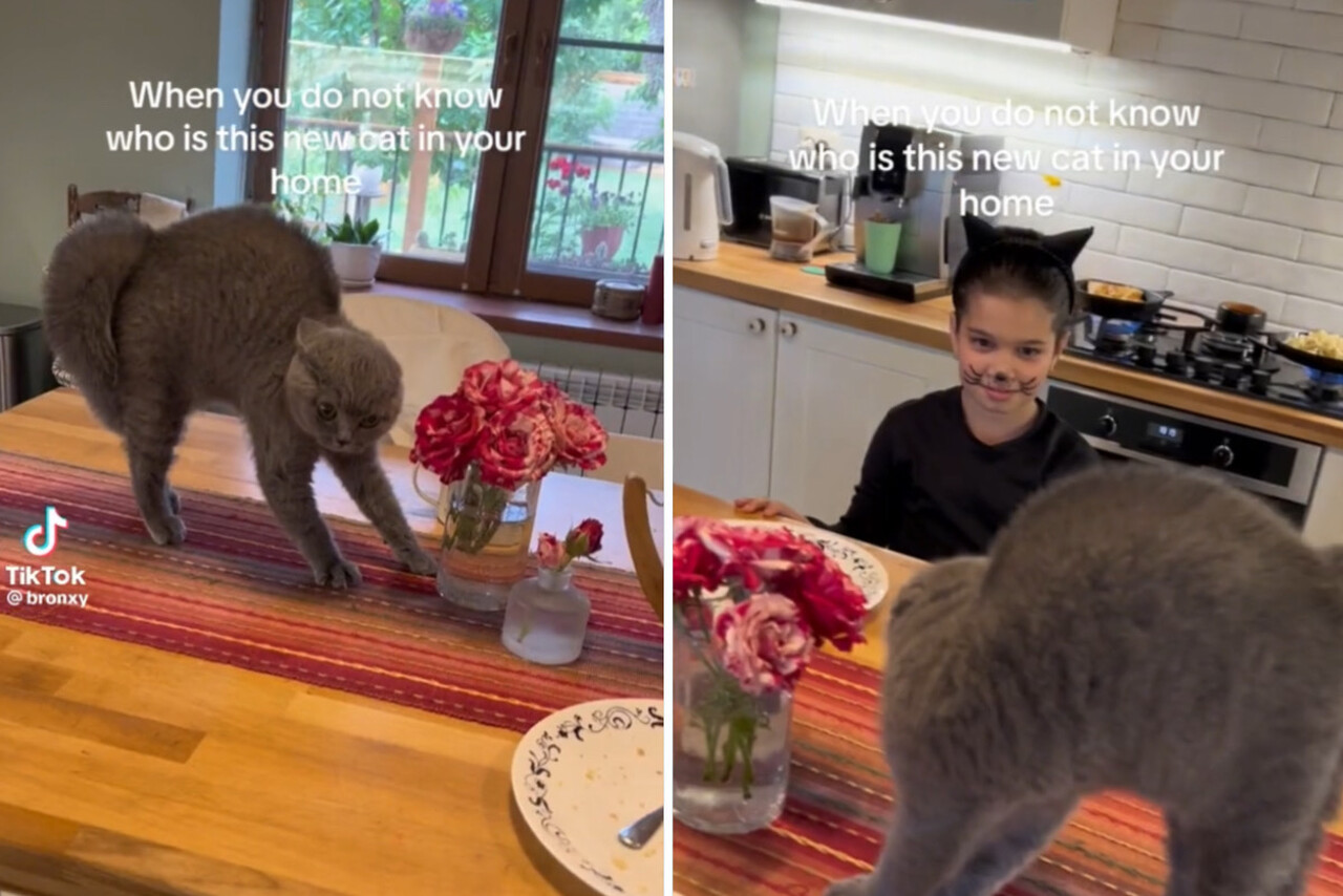 Vídeo hilário: menina usa fantasia de felino e gato tem reação dramática