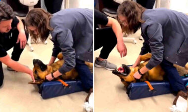 Vídeo impressionante: Veja o momento em que doutora salva a vida de cão que engoliu brinquedo (Foto: Reprodução/Twitter)