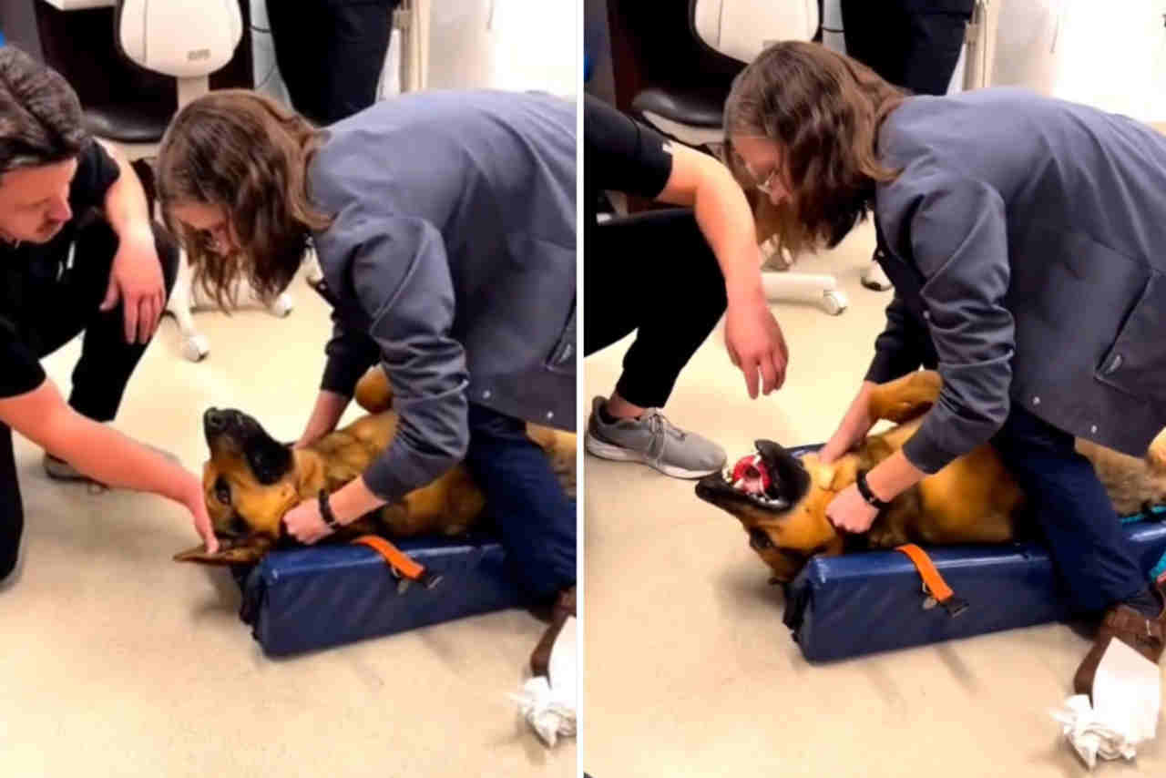 Impressive Video See the moment when a doctor saves the life of a dog